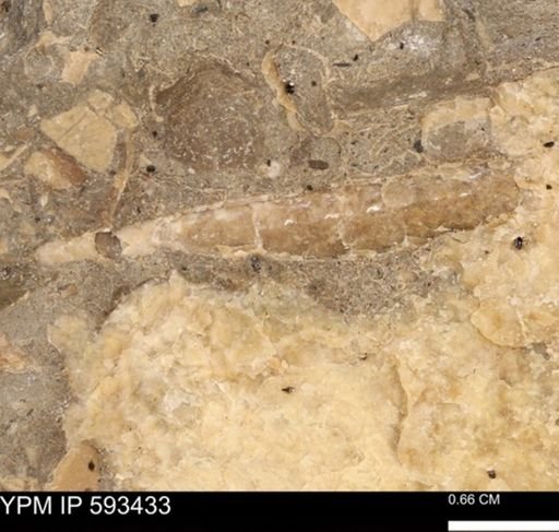 taxon undetermined