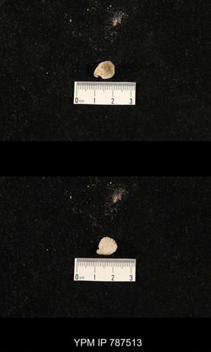 undet. Brachiopoda
