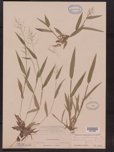 Panicum sphaerocarpon