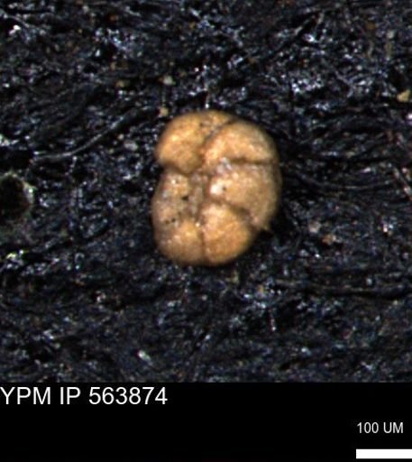 Alveolophragmium linki