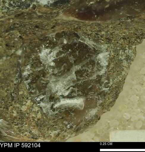 Ostrea sp.