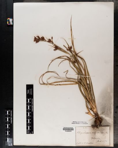 Rhynchospora