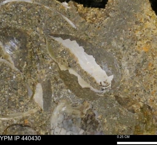 Protocardia subquadrata