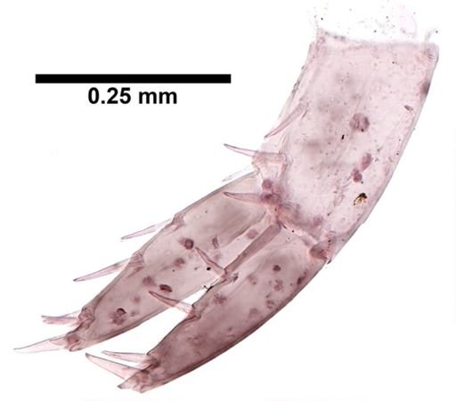 Hyalella cf. azteca
