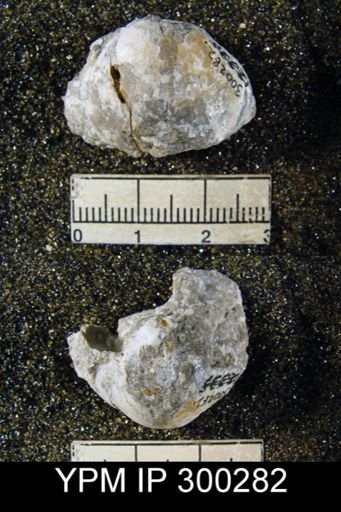 Martinia rhomboidalis