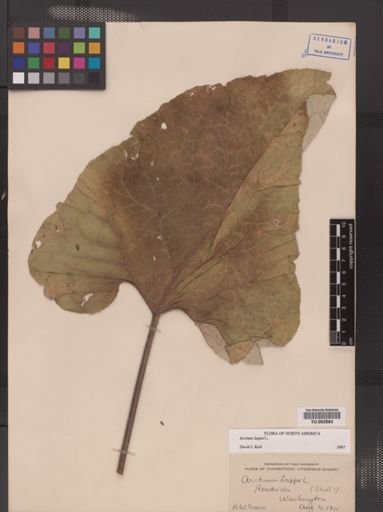 Arctium lappa