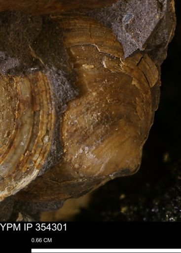 undet. Bivalvia