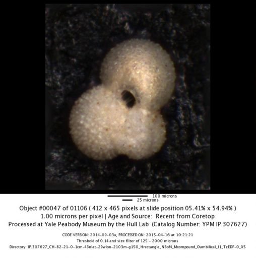 undet. Foraminiferida
