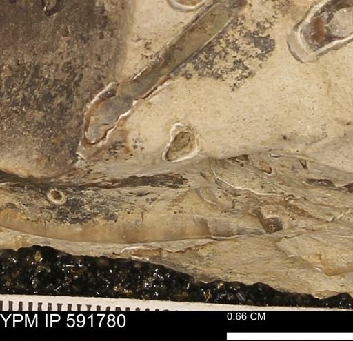 Serpulidae