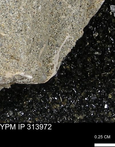 undet. Scaphopoda