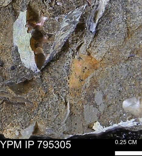 undet. Sphenodiscidae