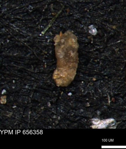 Ammobaculoides phaulus