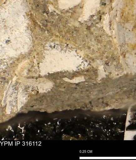 undet. Mollusca