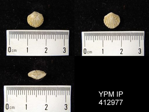 Spinatrypina?
