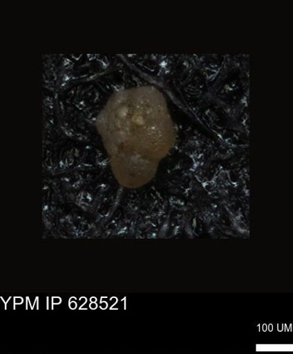 undet. Foraminiferida