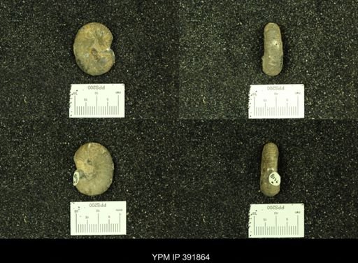 Scaphites whitfieldi