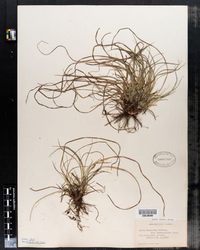 Carex abdita