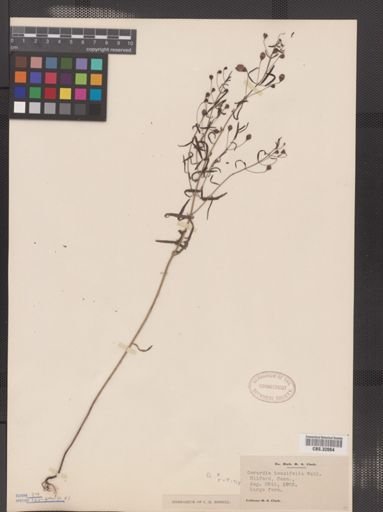 Agalinis tenuifolia