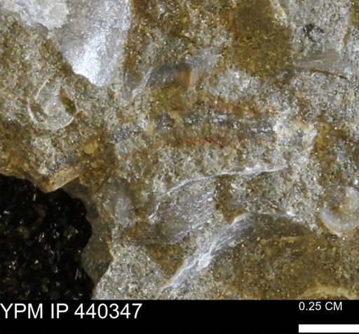 undet. Bivalvia