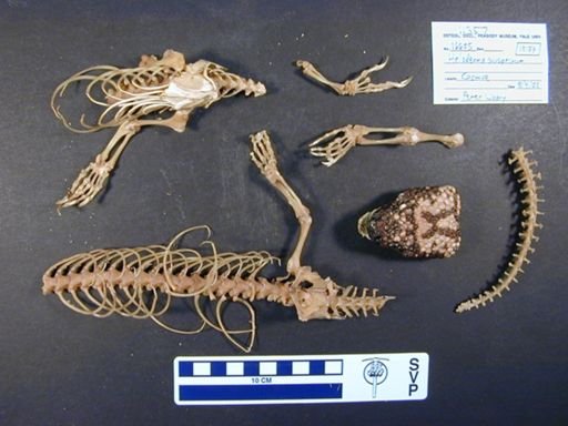 Heloderma suspectum