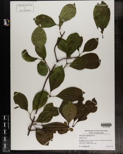 Plantae