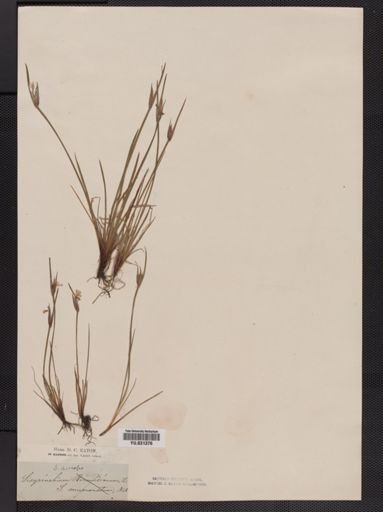Sisyrinchium anceps