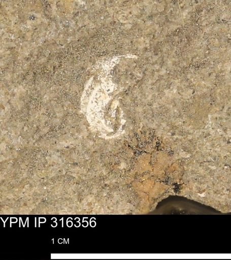 undet. Mollusca