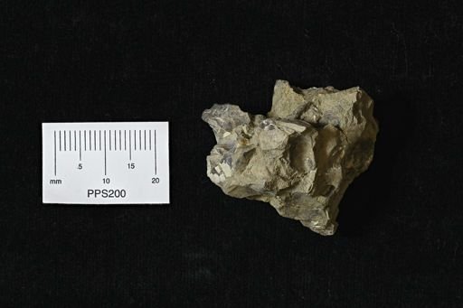 Inoceramus
