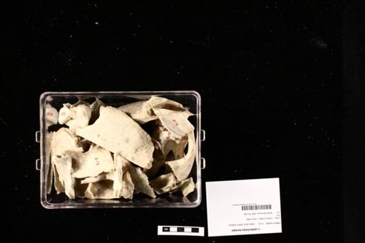 Lepidochelys kempii