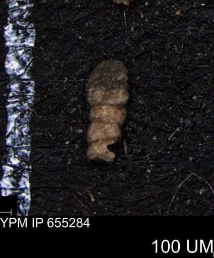 Ammobaculites euides