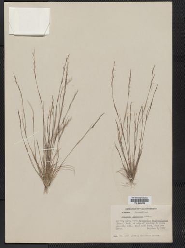 Aristida dichotoma