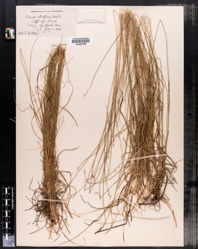 Carex retroflexa