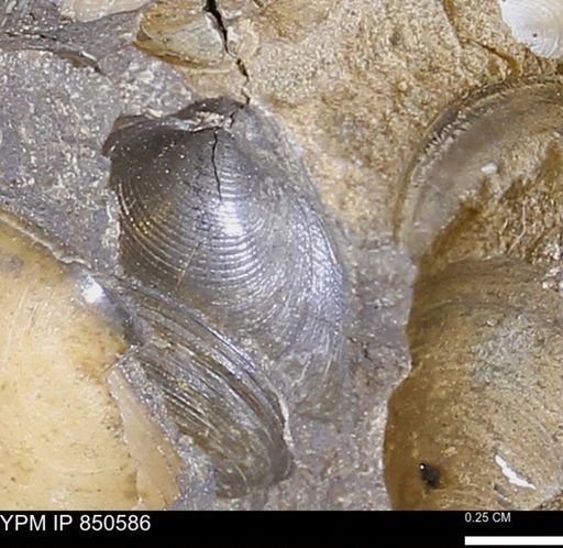Limopsis striatopunctatus