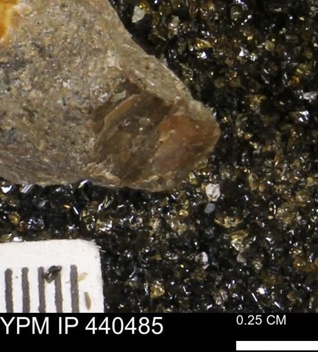 Protocardia subquadrata