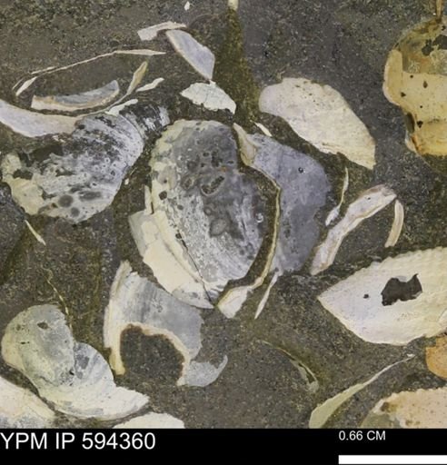 Protocardia sp.