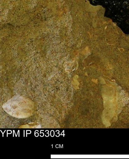 Mollusca