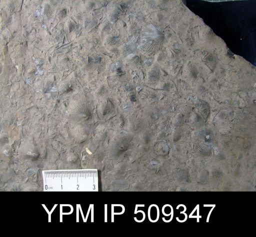 Brachiopod Assemblage Slab (esp. Sowerbyella)