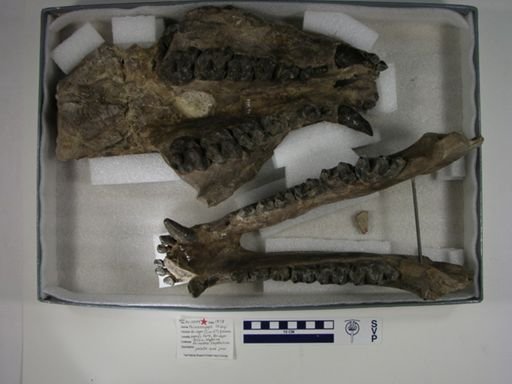 Palaeosyops leidyi