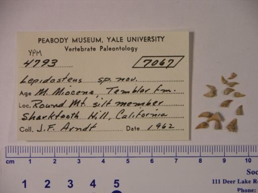 Lepisosteus sp.