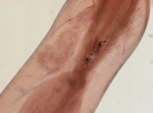 Oligacanthorhynchus microcephalus