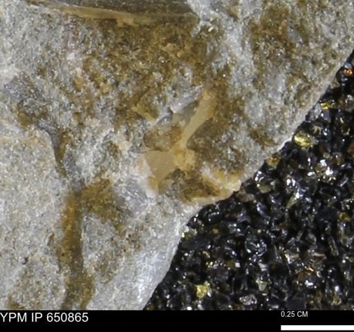 undet. Bivalvia