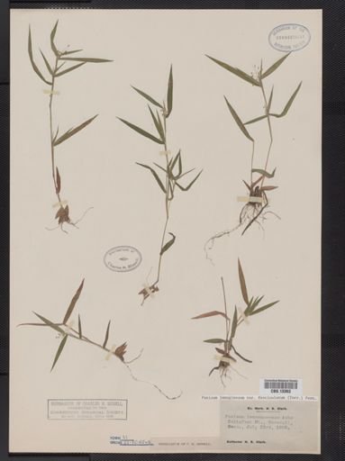 Panicum lanuginosum