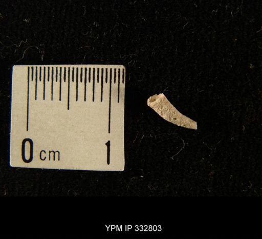 Scaphopoda?