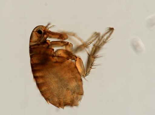 Pulex irritans