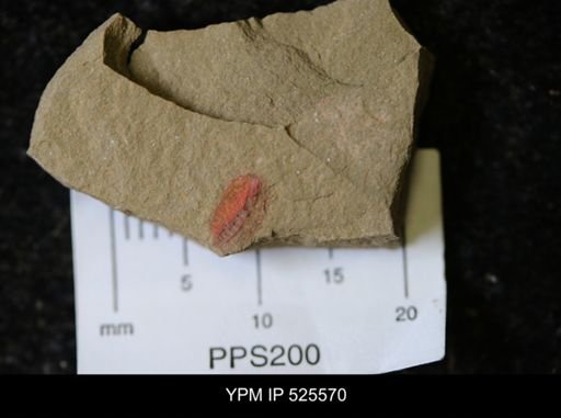undet. Synziphosurina