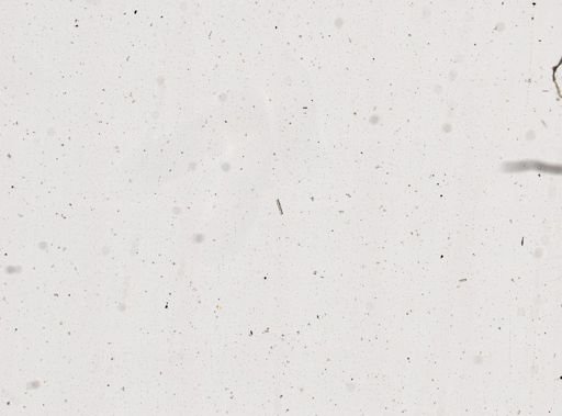 Smenospongia cerebriformis