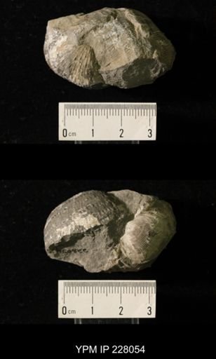 Juresania symmetrica