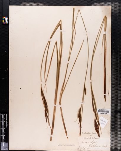 Carex stricta