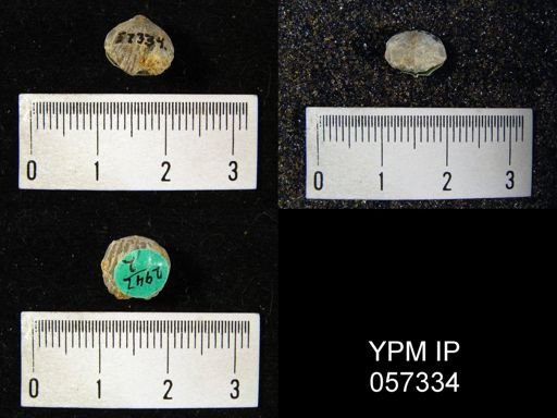 Uncinulus wadei
