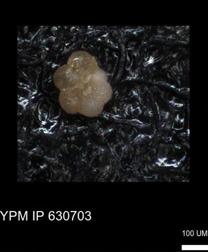 undet. Rugoglobigerinidae
